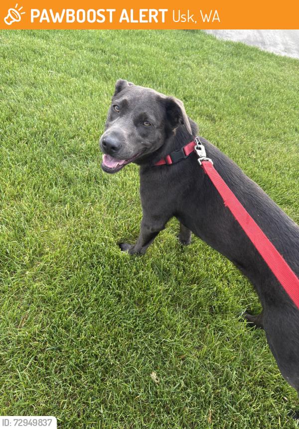 Found/Stray Female Dog last seen Kings Lake Sno Park Usk, WA, Usk, WA 99180