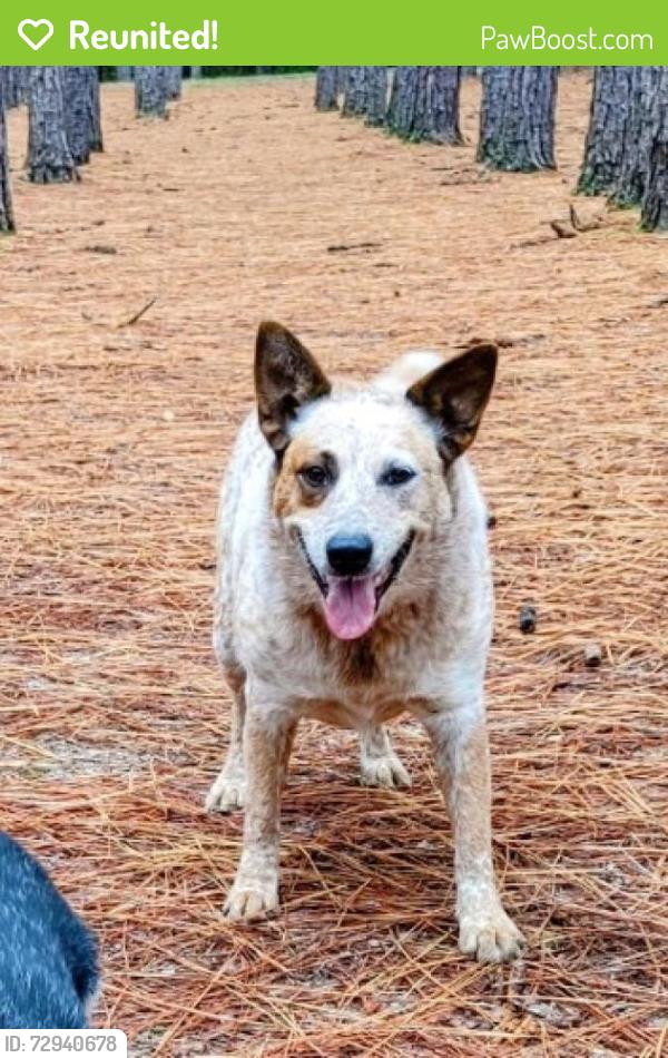 Reunited Female Dog last seen Near Red Hill Rd Cameron NC, Cameron, NC 28326