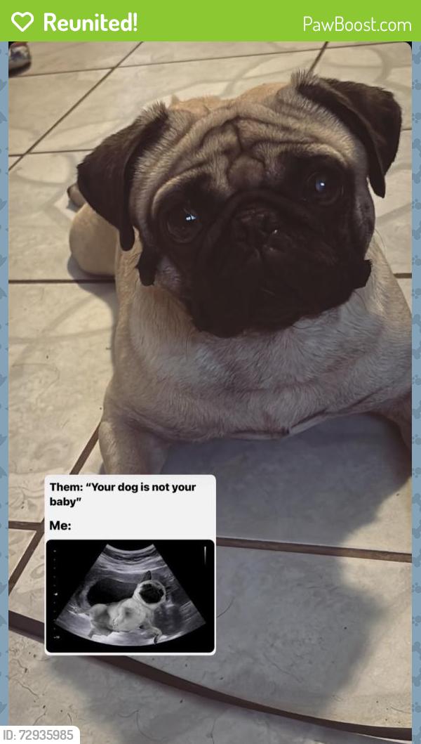 Reunited Male Dog last seen Darby St, Muscoy, CA 92407, USA, Muscoy, CA 92407