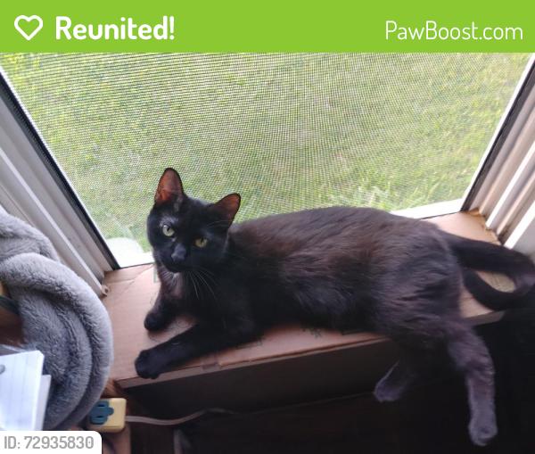 Reunited Female Cat last seen Aroma De Terra , Garfield Heights, OH 44125