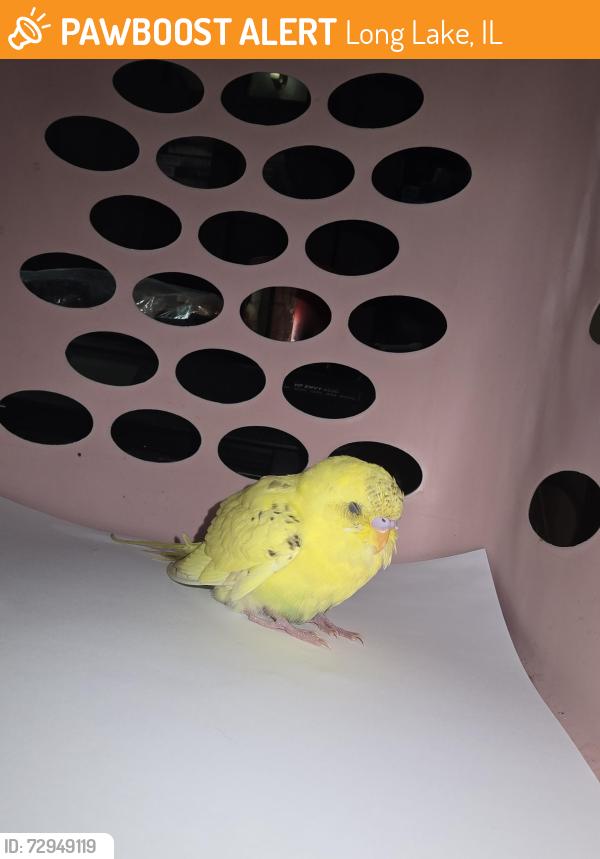 Found/Stray Unknown Bird last seen Grove Ave and rollins road, Long Lake, IL 60041