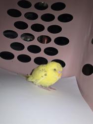 Found/Stray Unknown Bird last seen Grove Ave and rollins road, Long Lake, IL 60041