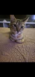 Lost Male Cat last seen Near y Ridgecrest , Plano, TX 75074