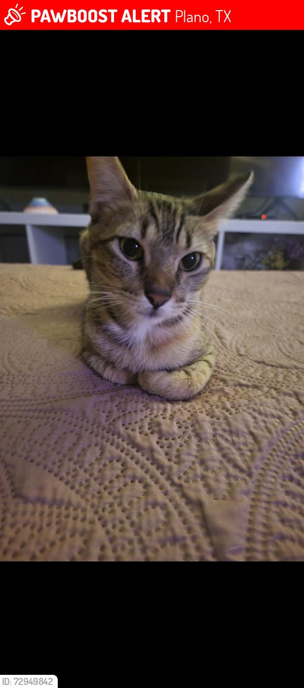 Lost Male Cat last seen Near y Ridgecrest , Plano, TX 75074