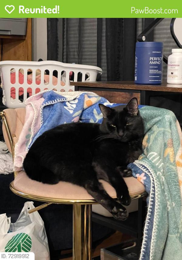 Reunited Male Cat last seen Near Meadow Ave N, Renton, WA 98056, USA, Renton, WA 98056