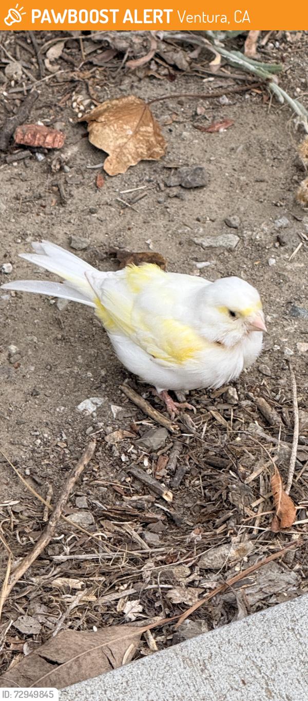 Found/Stray Unknown Bird last seen Front St and Ann, Ventura, CA 93001