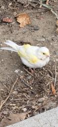 Found/Stray Unknown Bird last seen Front St and Ann, Ventura, CA 93001
