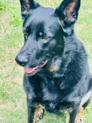 Reunited Female Dog last seen Mundo Rd and Joslin Rd , North Little Rock, AR 72118