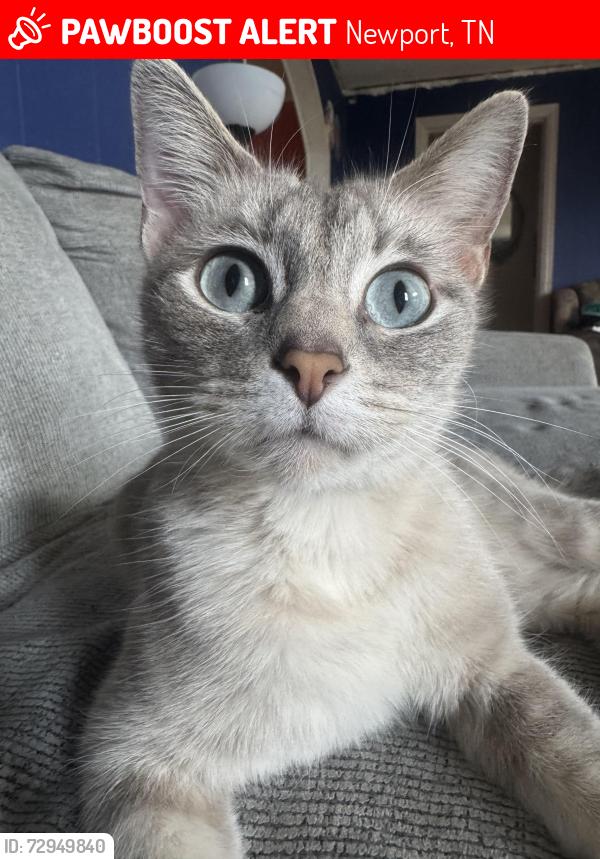 Lost Female Cat last seen Walter state, Newport, TN 37821