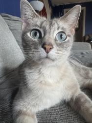 Lost Female Cat last seen Walter state, Newport, TN 37821