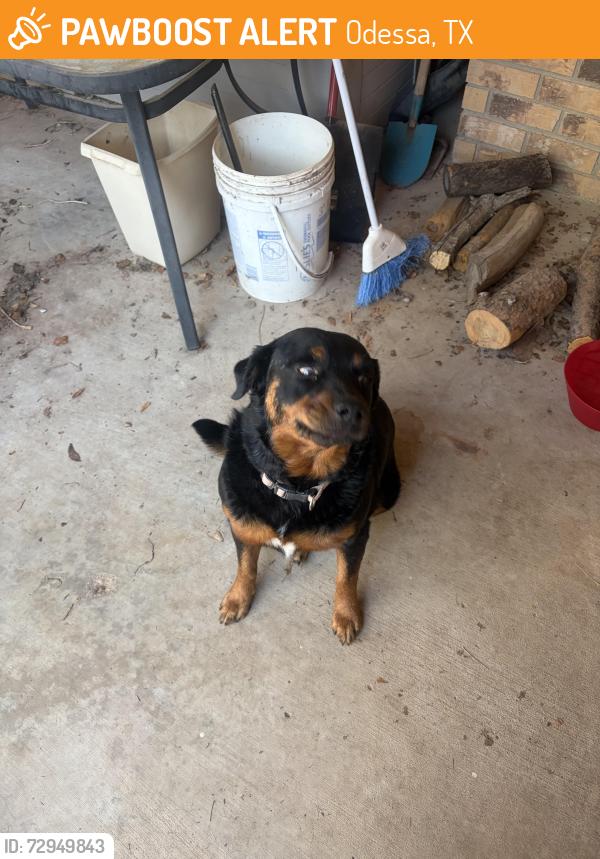Found/Stray Female Dog last seen JBS parkway, Odessa, TX 79762