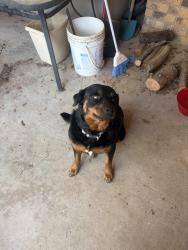 Found/Stray Female Dog last seen JBS parkway, Odessa, TX 79762