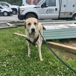 Shelter Stray Female Dog last seen , Red Bank, TN 37415