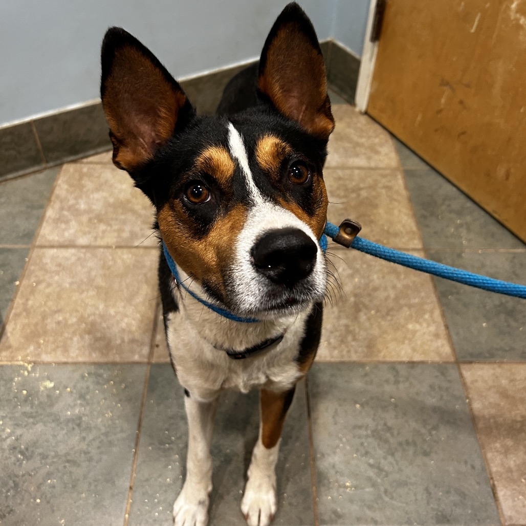 Shelter Stray Male Dog last seen , Red Bank, TN 37415