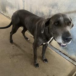 Shelter Stray Female Dog last seen , Edinburg, TX 78539