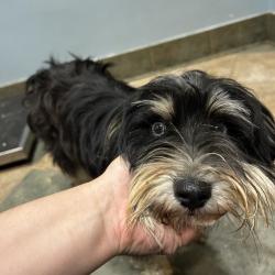 Shelter Stray Male Dog last seen , Red Bank, TN 37415