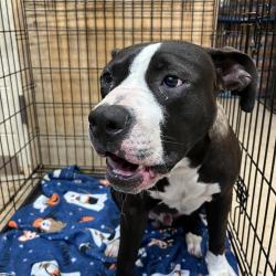 Shelter Stray Male Dog last seen , Red Bank, TN 37415