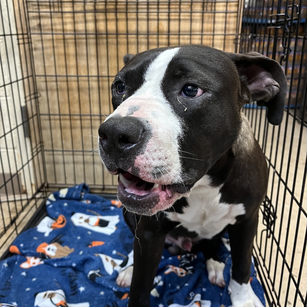 Shelter Stray Male Dog last seen , Red Bank, TN 37415