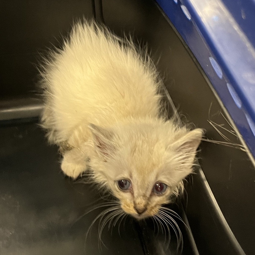 Shelter Stray Male Cat last seen , Greensboro, NC 27409