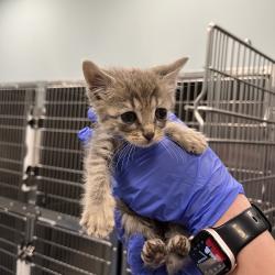 Shelter Stray Female Cat last seen , Greensboro, NC 27409