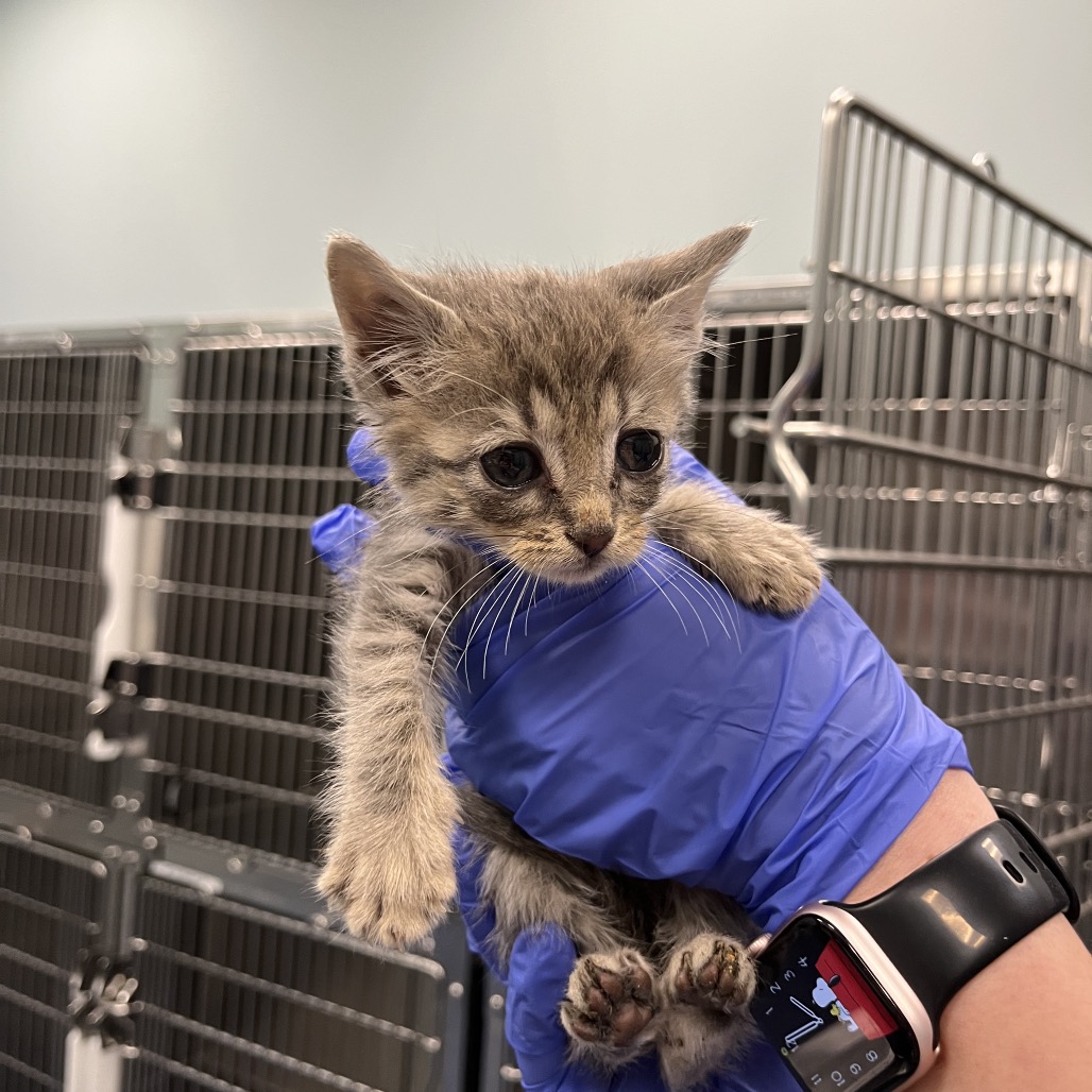 Shelter Stray Female Cat last seen , Greensboro, NC 27409