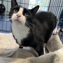 Shelter Stray Female Cat last seen , Greensboro, NC 27409