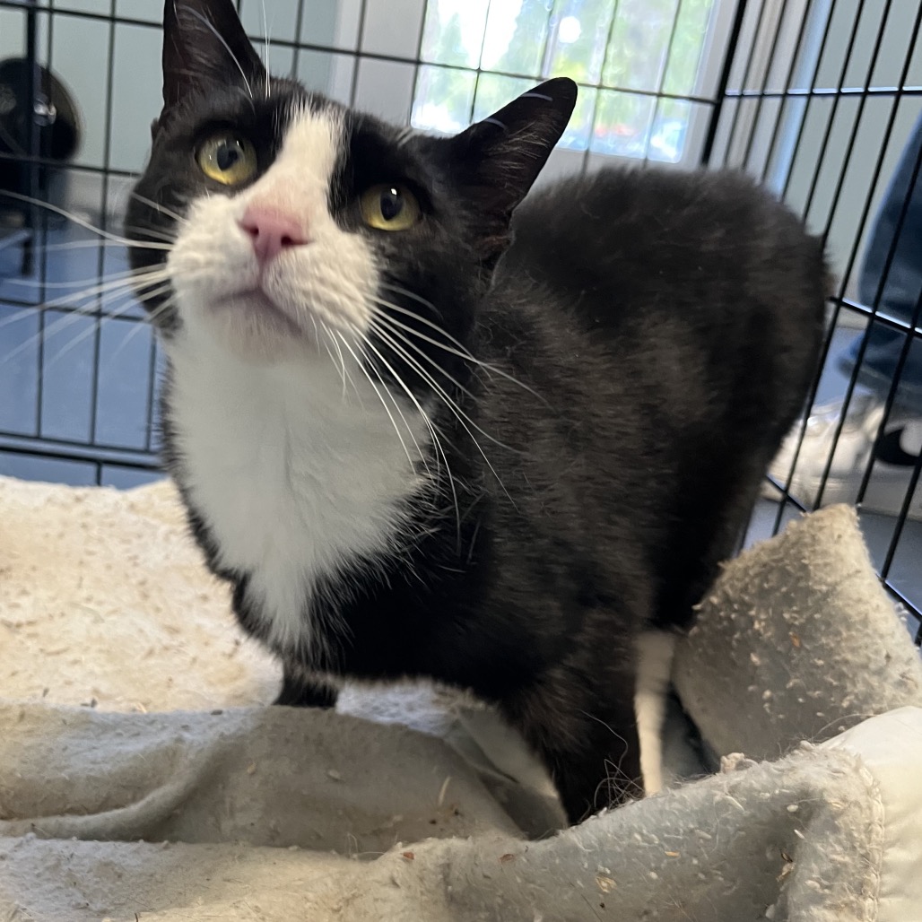 Shelter Stray Female Cat last seen , Greensboro, NC 27409