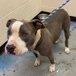 Shelter Stray Male Dog last seen , Memphis, TN 38133
