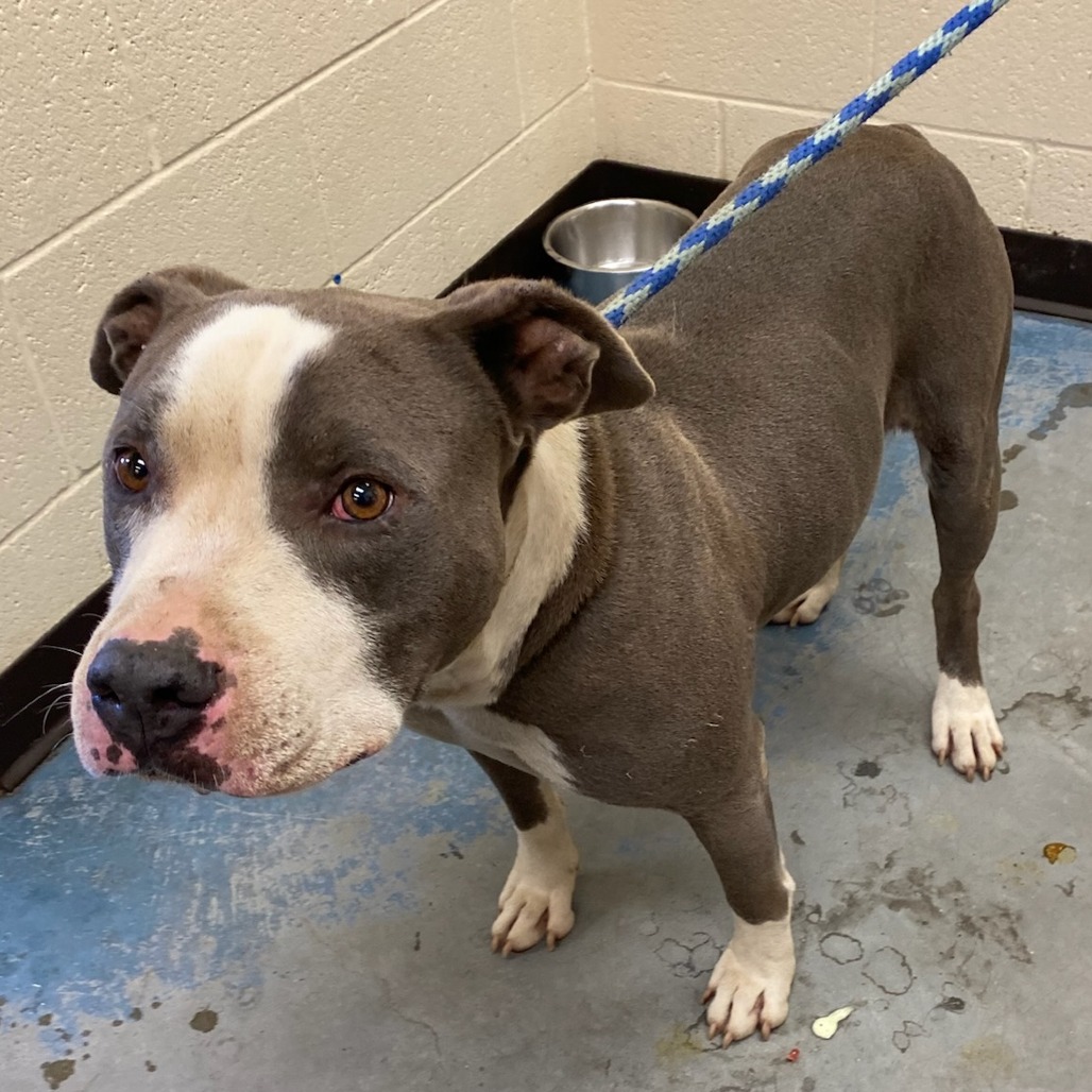 Shelter Stray Male Dog last seen , Memphis, TN 38133