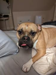 Reunited Male Dog last seen Near Brewster Rd Bristol , Bristol, CT 06010