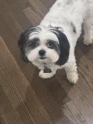 Reunited Female Dog last seen Weyburn, Annandale, VA 22003
