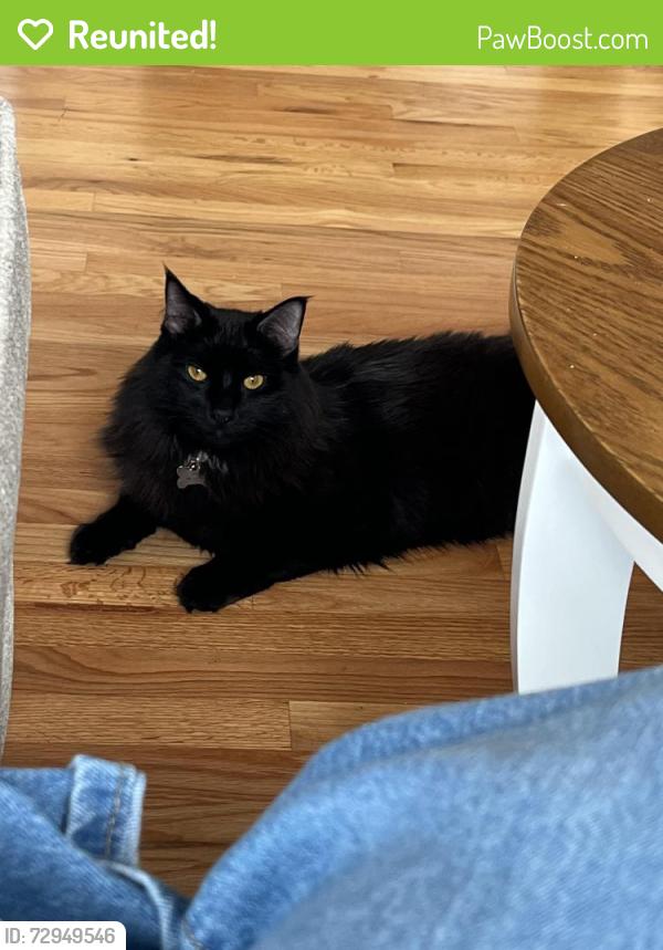 Reunited Male Cat last seen Hillsdale Area, Portland, OR 97219