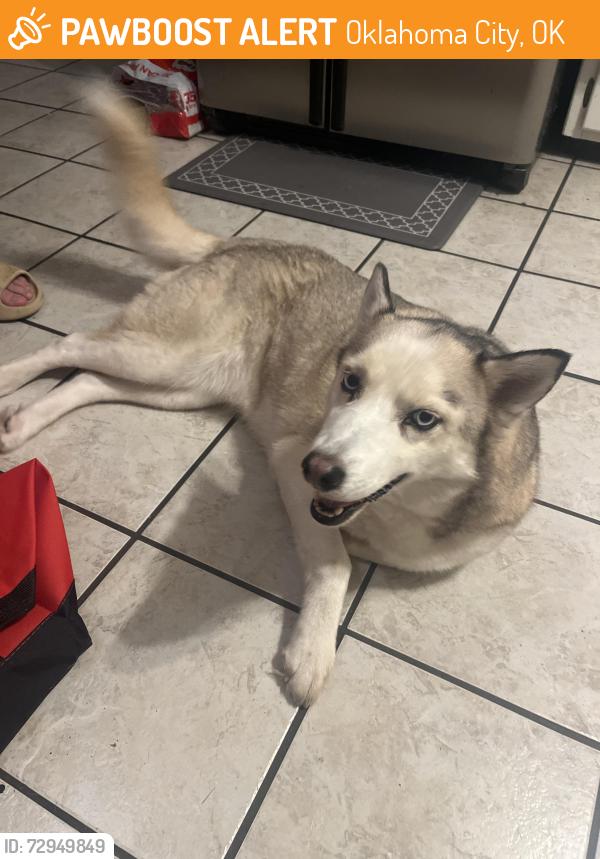 Found/Stray Female Dog last seen SW 89th and Penn, Oklahoma City, OK 73159