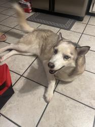 Found/Stray Female Dog last seen SW 89th and Penn, Oklahoma City, OK 73159
