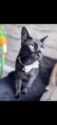 Lost Male Cat last seen Springmartin/highfield , Belfast, Northern Ireland 