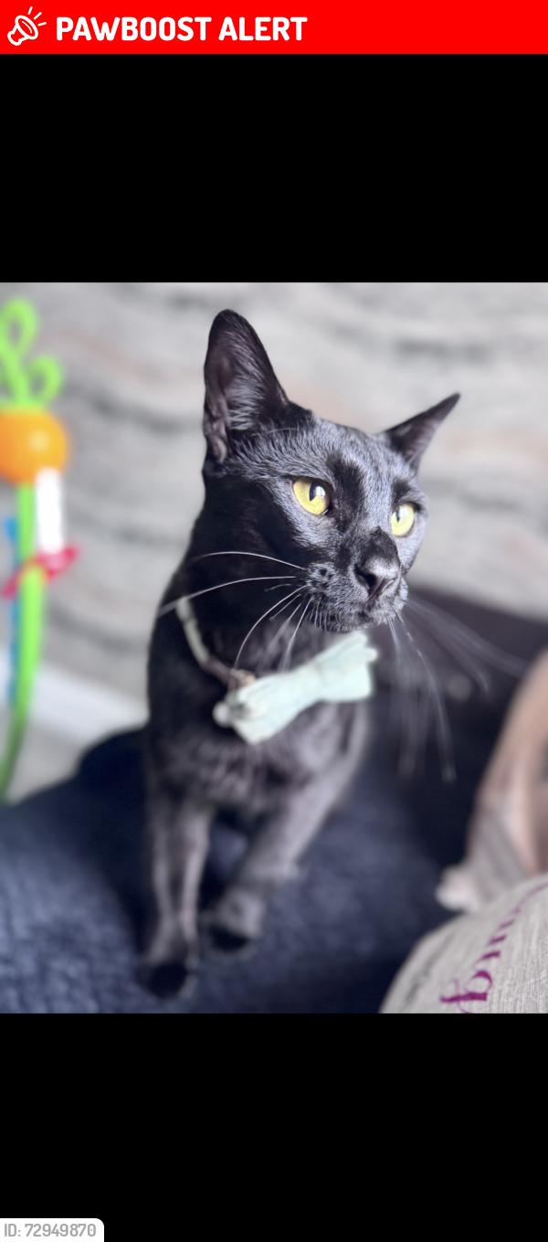 Lost Male Cat last seen Springmartin/highfield , Belfast, Northern Ireland 