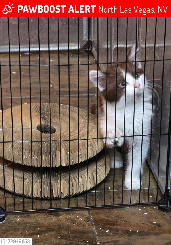 Lost Male Cat last seen tropical and pecos, North Las Vegas, NV 89081