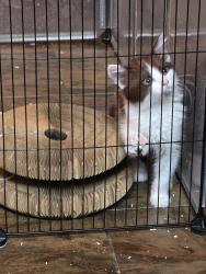 Lost Male Cat last seen tropical and pecos, North Las Vegas, NV 89081