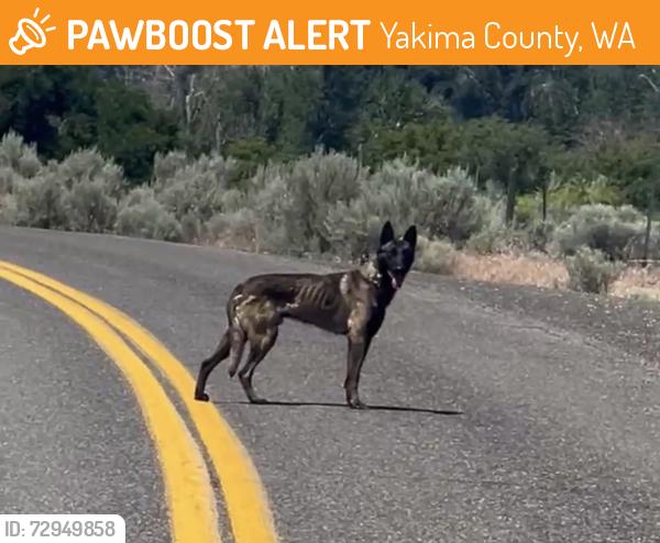 Found/Stray Unknown Dog last seen Thorp heights , Yakima County, WA 98939