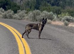 Found/Stray Unknown Dog last seen Thorp heights , Yakima County, WA 98939