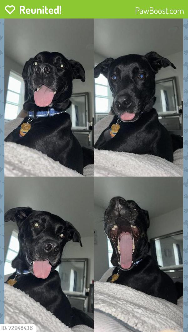 Reunited Male Dog last seen 50th st & girard ave, Philadelphia, PA 19131