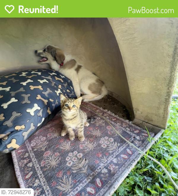 Reunited Female Dog last seen summer ave, Memphis, TN 38108