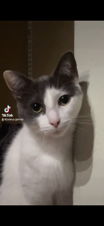 Lost Female Cat last seen Fremeaux Ave near the Texaco, Slidell, LA 70458