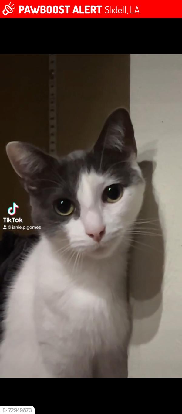Lost Female Cat last seen Fremeaux Ave near the Texaco, Slidell, LA 70458