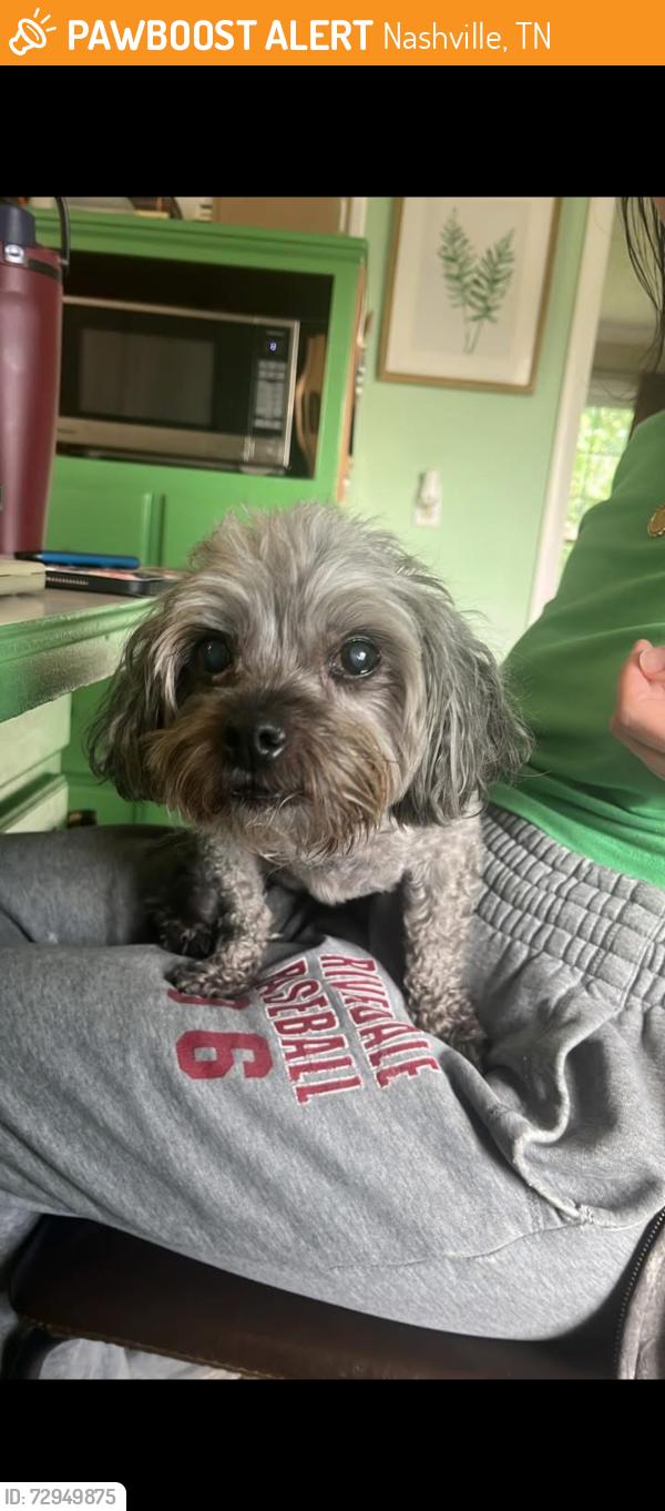 Found/Stray Male Dog last seen Near Twin Hills Dr Madison, TN  37115 United States, Nashville, TN 37115