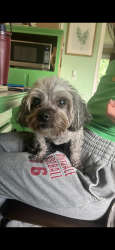 Found/Stray Male Dog last seen Near Twin Hills Dr Madison, TN  37115 United States, Nashville, TN 37115