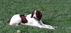 Reunited Male Dog last seen Pisgah Highway & Lon Israel Road Candler, NC , Buncombe County, NC 28715