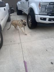 Found/Stray Female Dog last seen Mustang pass , San Antonio, TX 78253