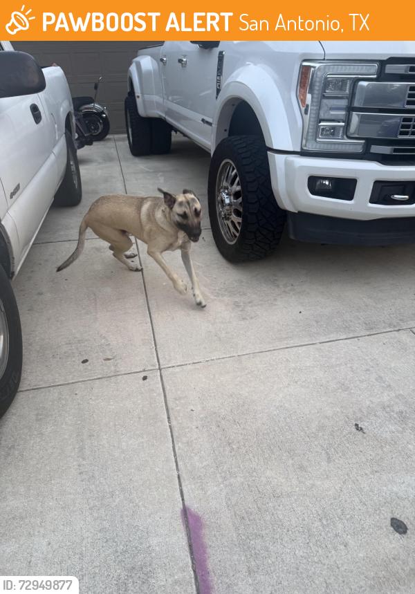 Found/Stray Female Dog last seen Mustang pass , San Antonio, TX 78253