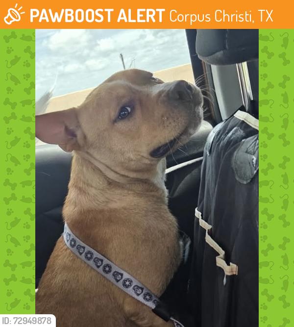 Found/Stray Unknown Dog last seen Crosstown , Corpus Christi, TX 78416